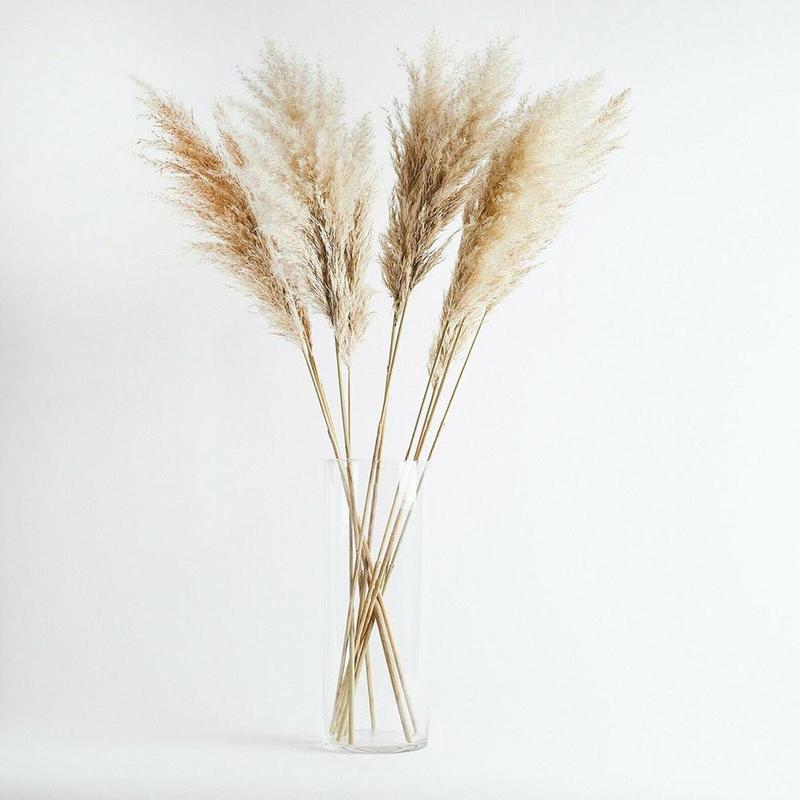 Dried Flower Reed Pampas Forest